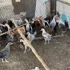 صوص مشكل