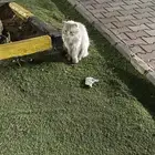 قطوة بيوت ضايعه