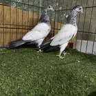 حمام باكستاني ( طبات)