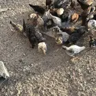 فراريج كفوو