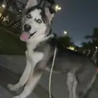 تم تبني