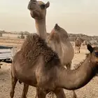 حاشي على الحليب
