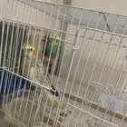 جوز بادجي و واحد كروان للبيع مع ملحقاته