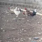 دجاج بلدي نظيف