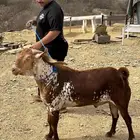تيس فحل اوشح