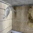 جواز روز