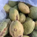 لوز سكندراني