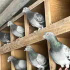 عشه حمام زاجل