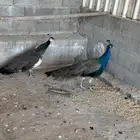 زو ج طائوس للبيع