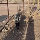 تيس فحل