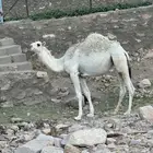 بكره باتليه