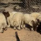 هرفى نعيم.