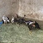 دجاج باكستاني