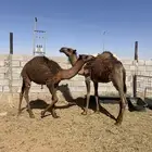 حشو فاخرات