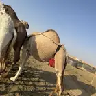 للبيع عشرا شقحاء معها بكره(تم البيع)