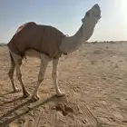 فحل أوضح للبيع