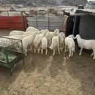 طليان حري ذبايح