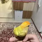 روز تربيه