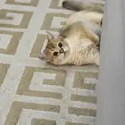 قطة سكوتش ستريت