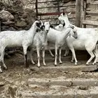 معزا للبيع