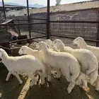 طليان وتيوس ذبايح نظيفه ع الشرط ( سلخ وتوصيل )