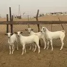 2تيوي2جفير جذع
