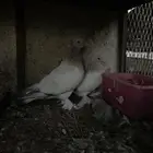 جوز الفين تب التب