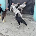 دجاج سندي