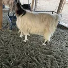 ذبايح بريه