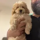 للبيع جرو بودل مالتيبو مدرب على البادز
