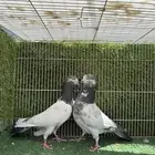 جوز تيدي جنسراء اساس توب