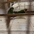 كنيور زوج منتج للبيع