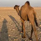 مفروده عمرها سنه واربع اشهر