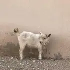 تيس قزم لون فاخر