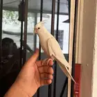 ذكر كروان البينو عيون حمر اليف و هدد و متكلم