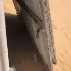 باب شينكو