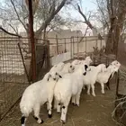 12 هرافي حري ومهجن بنعيمي للبيع