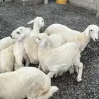 خرفان حريات( تم البيع)