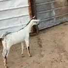 جفره بيشيه تم البيع