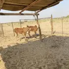 2اناثي الموقع دوقة