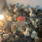 صوص بلدي وفيومي