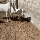 للبيع معزا صنف الصنف