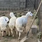 3 رخال كفو