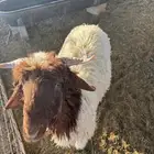 خروف