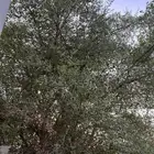 شجرة سدر للبيع حجم وسط ممتازة طولها 7 متر