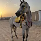 حصان واهو للبيع