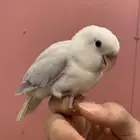 فروخ روز هدد