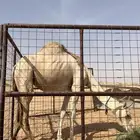 ناقة