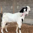 فحل مطور جرم فاخر ارتفاع و سن رباع و شرط حار