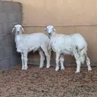 ذبايح رخال طيبه